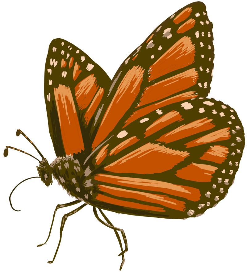 butterfly